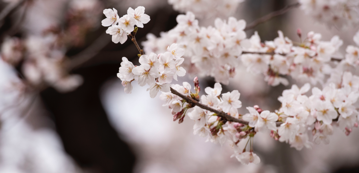 ソメイヨシノ発祥の地　西福寺の桜