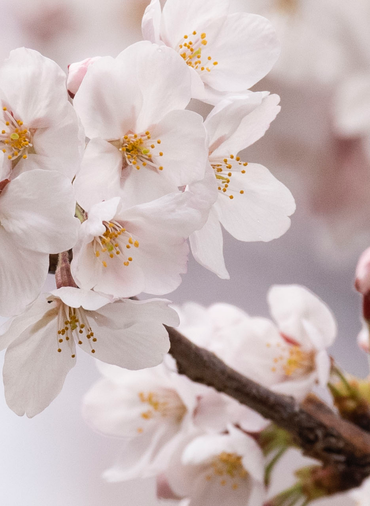 ソメイヨシノ発祥の地　西福寺の桜