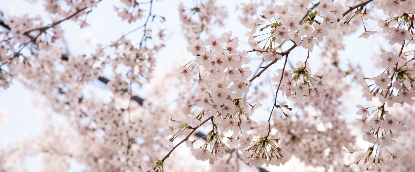 ソメイヨシノ発祥の地　西福寺の桜